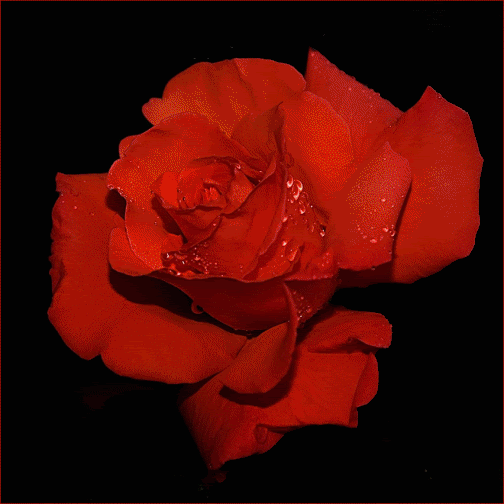 صور ورود وقلوب وشمع متحركة حب ورومانسية 2017 صور ورد وزهور Rose