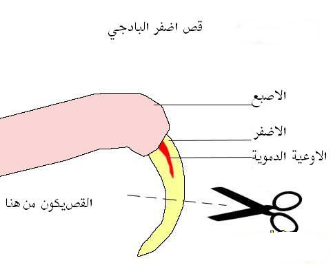 صورة