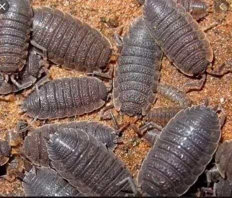 نقره لعرض الصورة في صفحة مستقلة