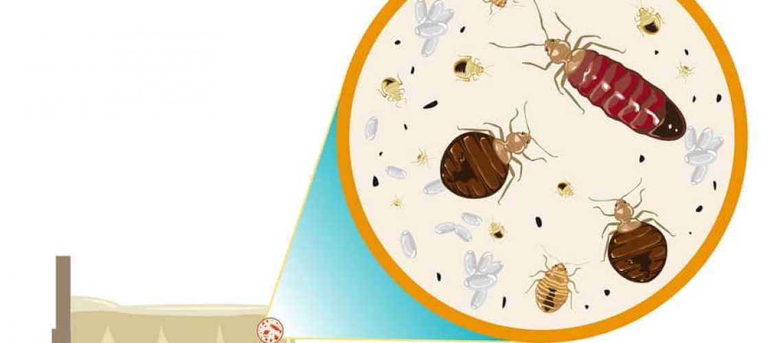 حشرات - شركة الثريا هوم الافضل في مكافحة حشرات بالدمام  570550406