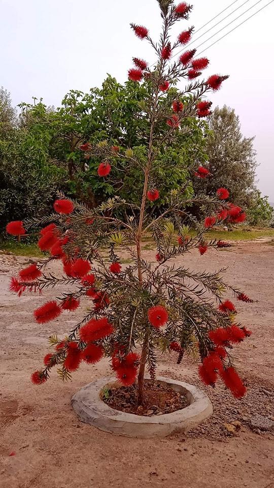 بستان ورد المصــــــــراوية - صفحة 20 568755028