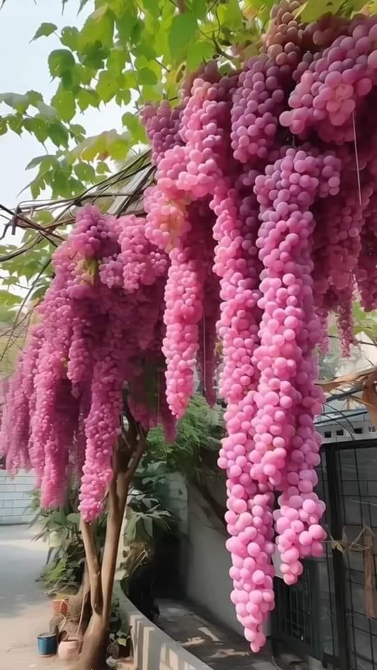 ���� ���� ������ �� ���� ������