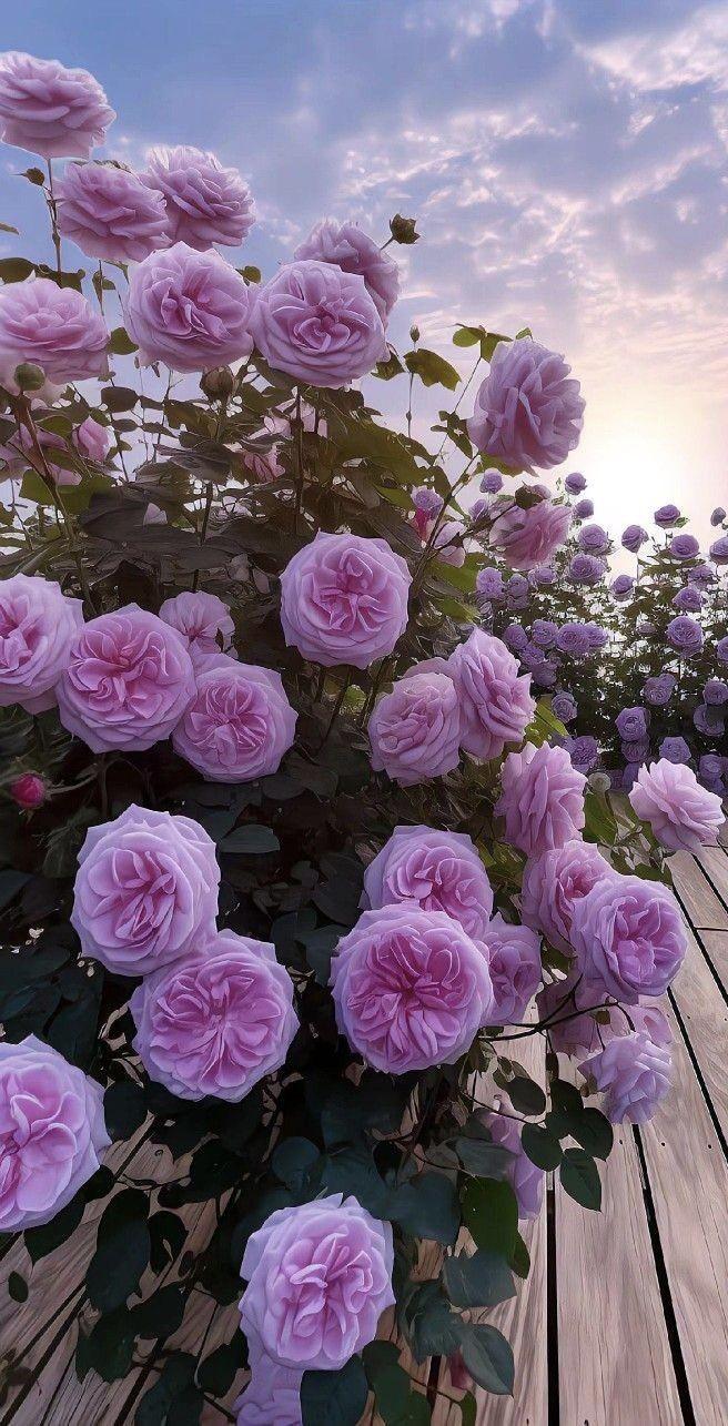 نقره لعرض الصورة في صفحة مستقلة